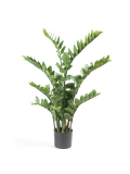 Zamiifolia - Zamioculcas, 110cm