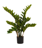 Zamiifolia - Zamioculcas, 70cm