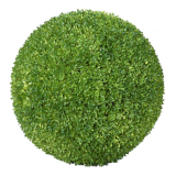 Krušpán - Buxus guľa, 50 cm