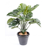 Philodendron palma deluxe, 110cm