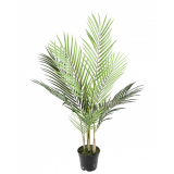 Areca palma, 70cm