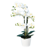 Orchidea biela DELUXE v kvetináči, 70cm