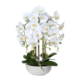 Orchidea Morovec biely v miske, 66cm