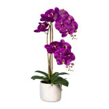 Orchidea Můrovec fialový, 2 stonky v kvetináči, 60cm