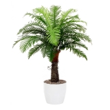 Papradinová palma, 100cm