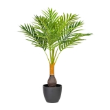 Kentia palma, 70cm