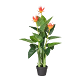 Guzmania 3 kvety, 105cm