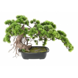 Bonsai borovica v kvetináči, 37cm