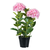 Hortenzia ružová v kvetináči, 58cm