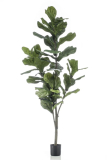 Fíkus Lyrata, 150cm