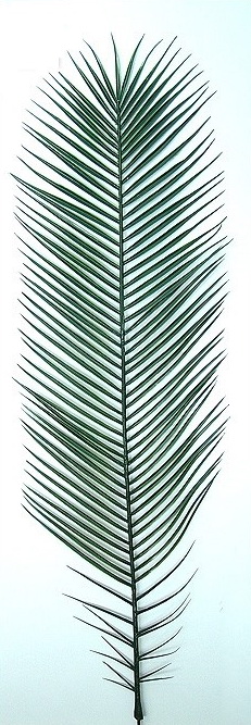Palmový list Phoenix plast - 10kusov, 100cm