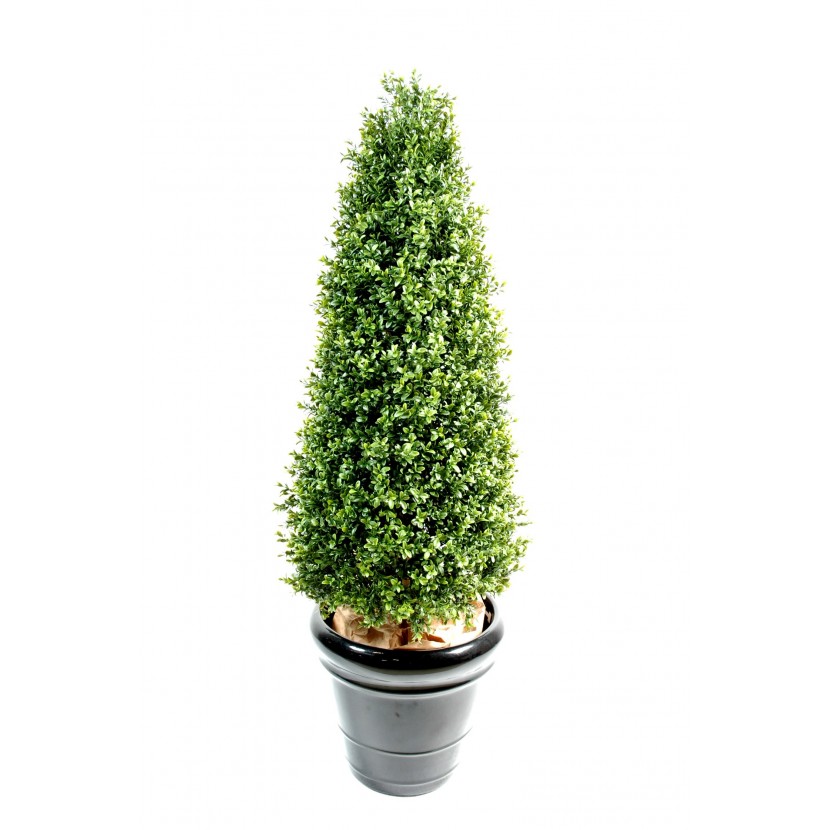 Buxus strom, 183cm