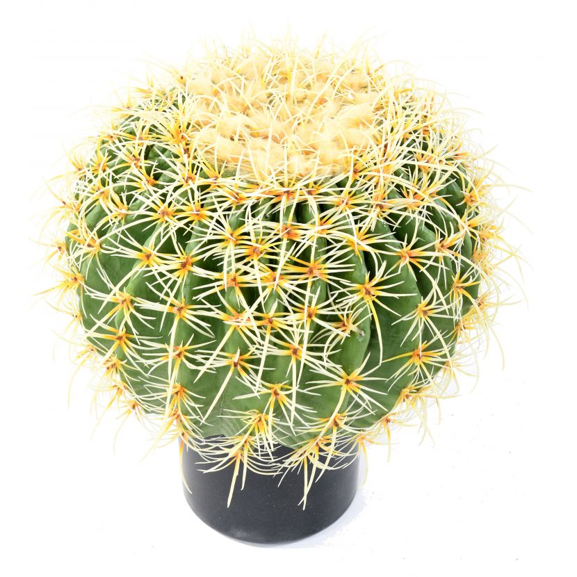 Kaktus gule v kvetináči, 35cm