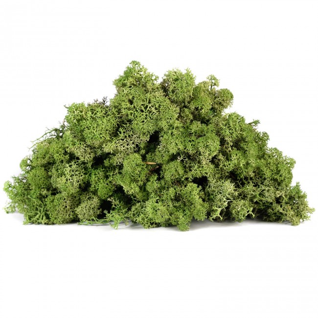 Dekoračný stabilizovaný mach sobí 4 kg, olivovo zelený