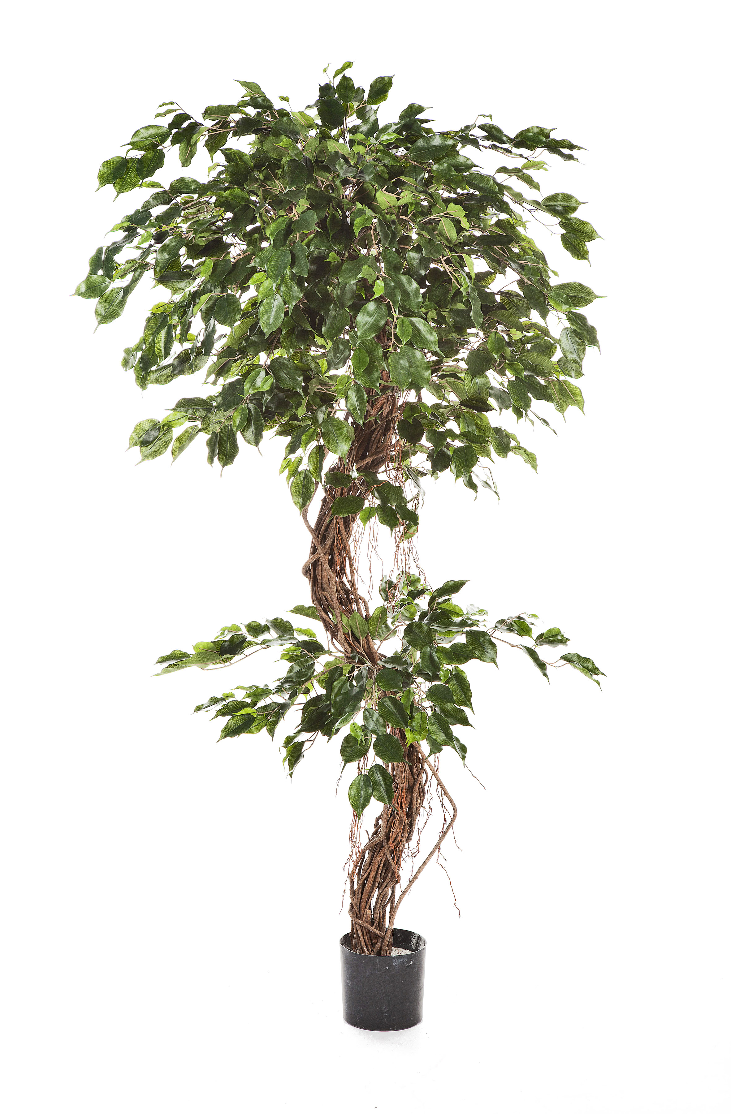Fíkus - špirálový prírodný kmeň deluxe, 180cm
