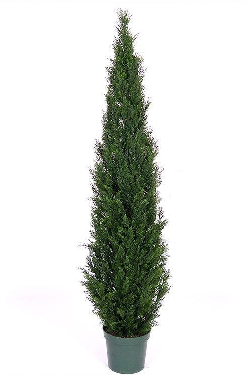 Cyprus tmavý, 120 cm