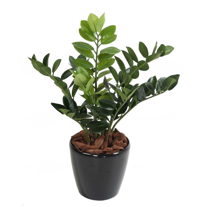 Zamiifolia - Zamioculcas, 60cm