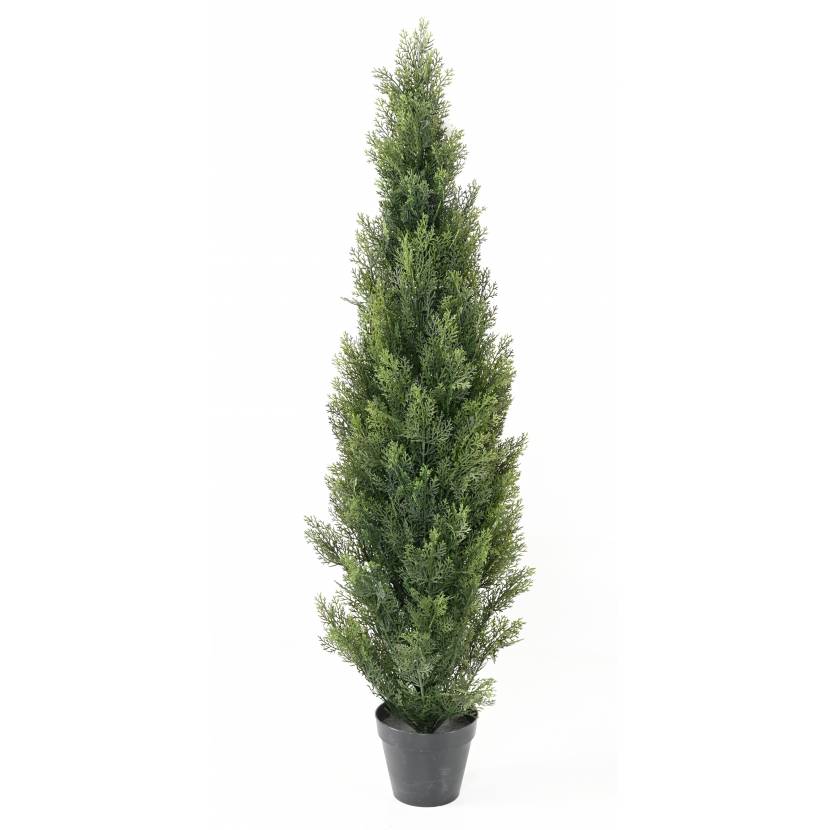 Cyprus tmavý v kvetináči, 150cm