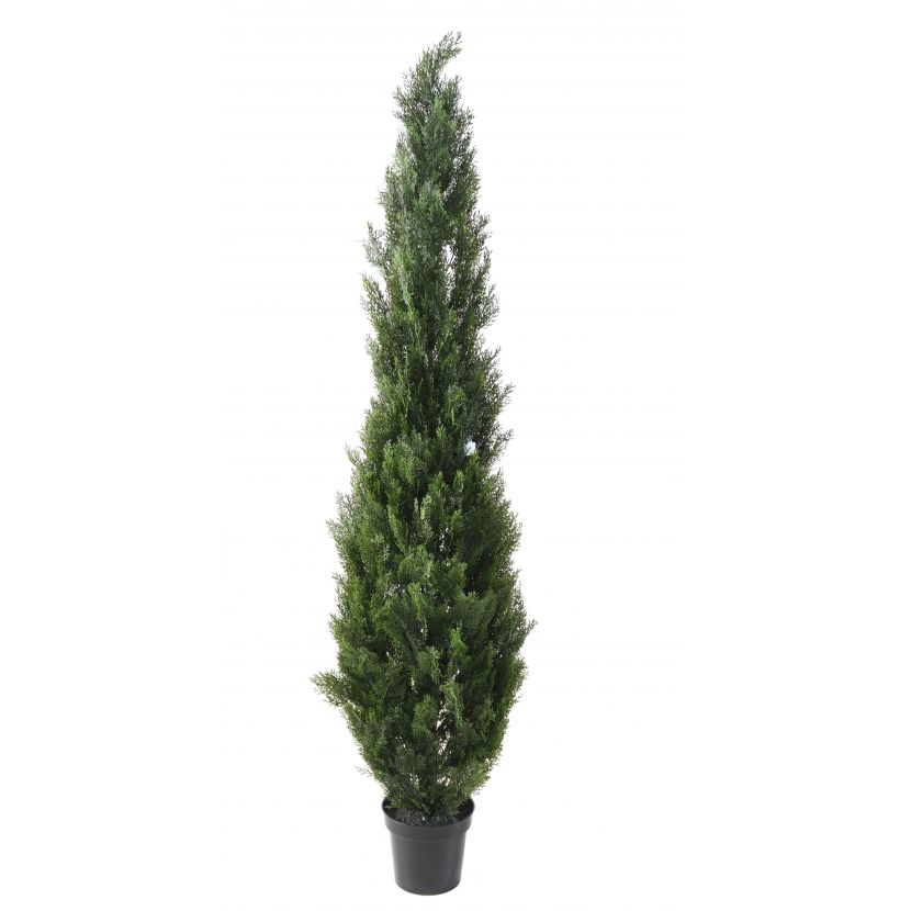 Cyprus tmavý v kvetináči, 210cm