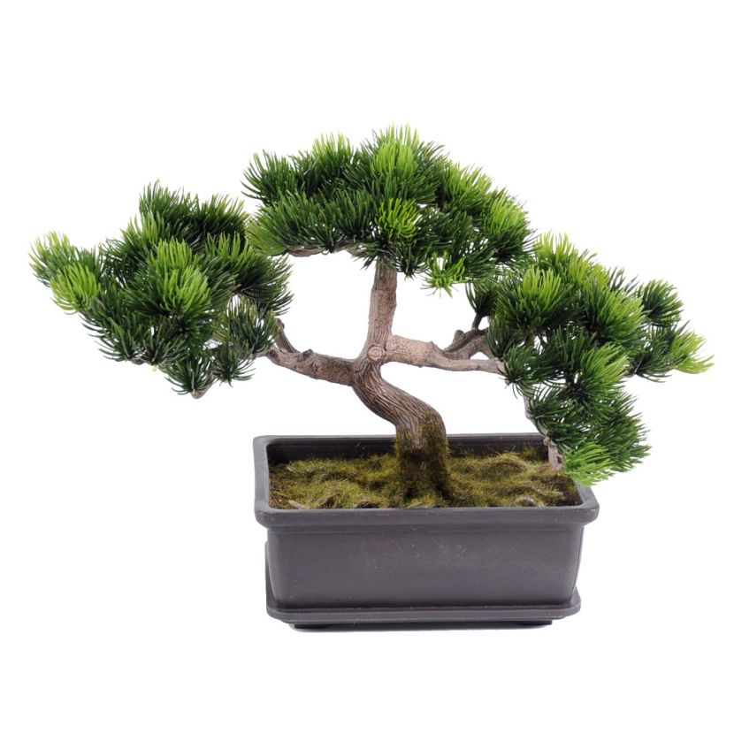 Borovica bonsai, 22cm