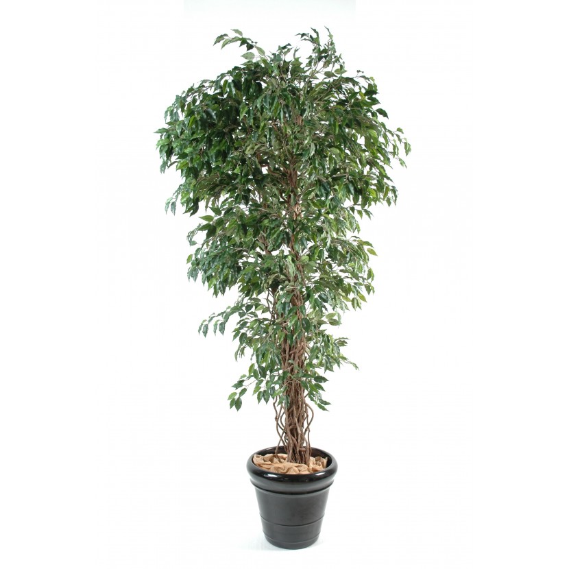 Fíkus prírodný kmeň liány deluxe, 150cm