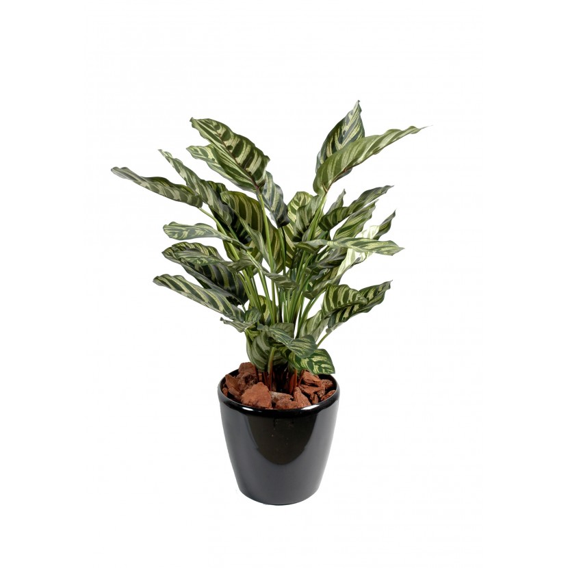 Calathea makoyana deluxe, 56cm