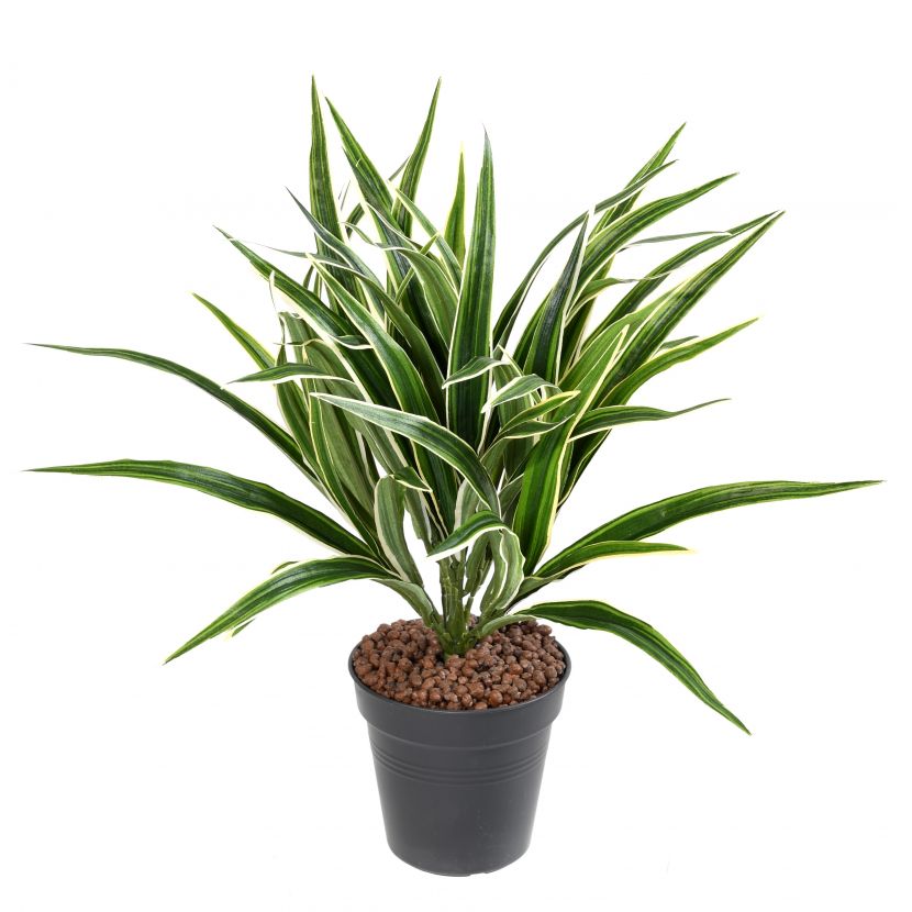 Chlorophytum bez kvetináča, 55cm