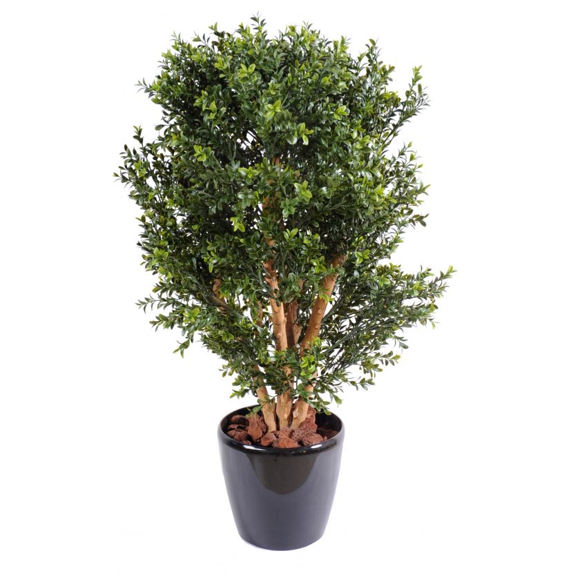 Buxus ker, 80cm