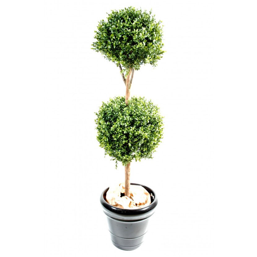  Krušpán - Buxus dvojitý na kmienku, 140cm