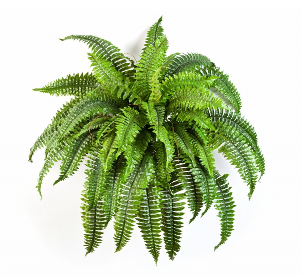 Bostonské papradie, 90cm