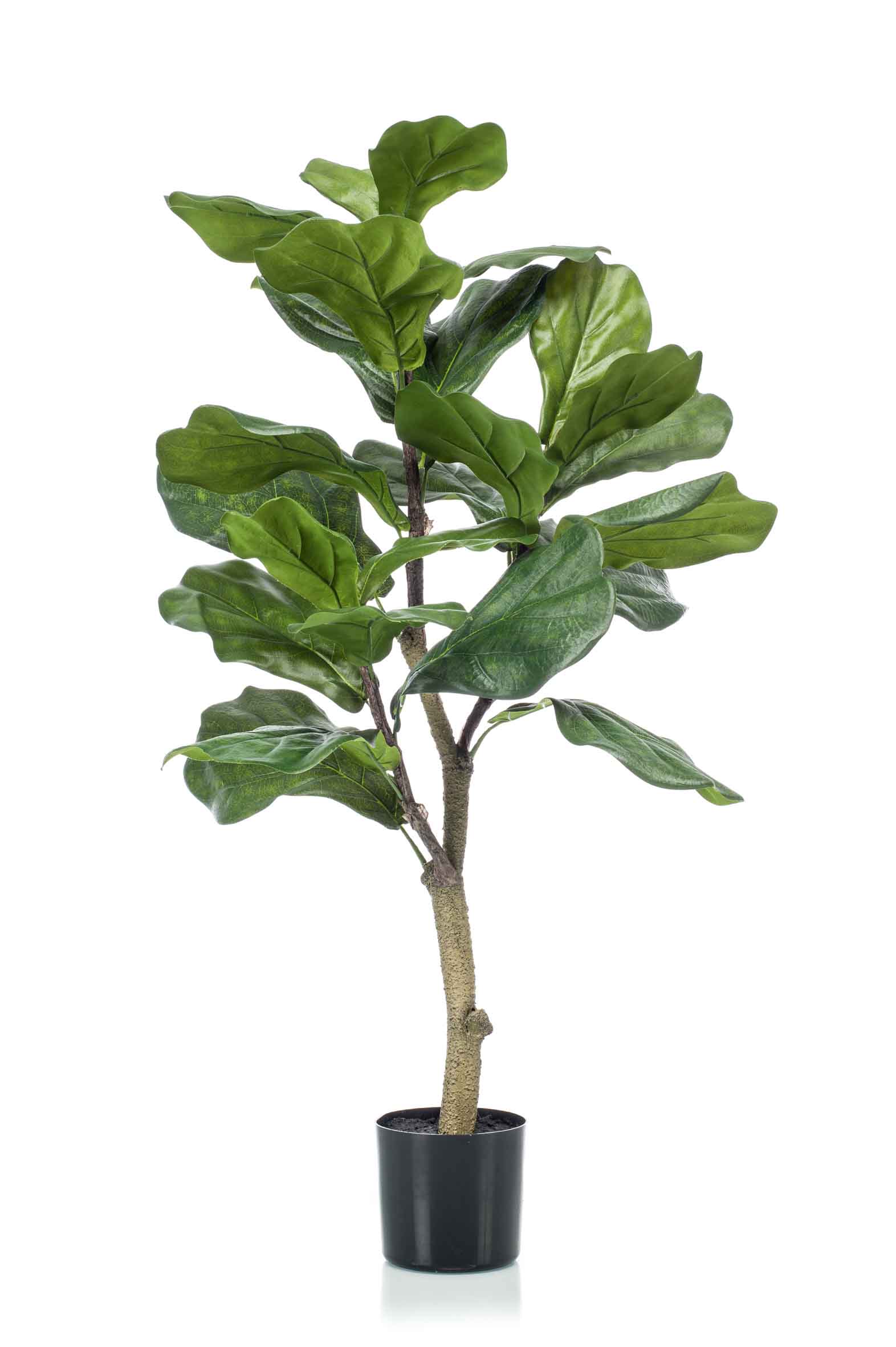 Ficus Lyrata, 90cm