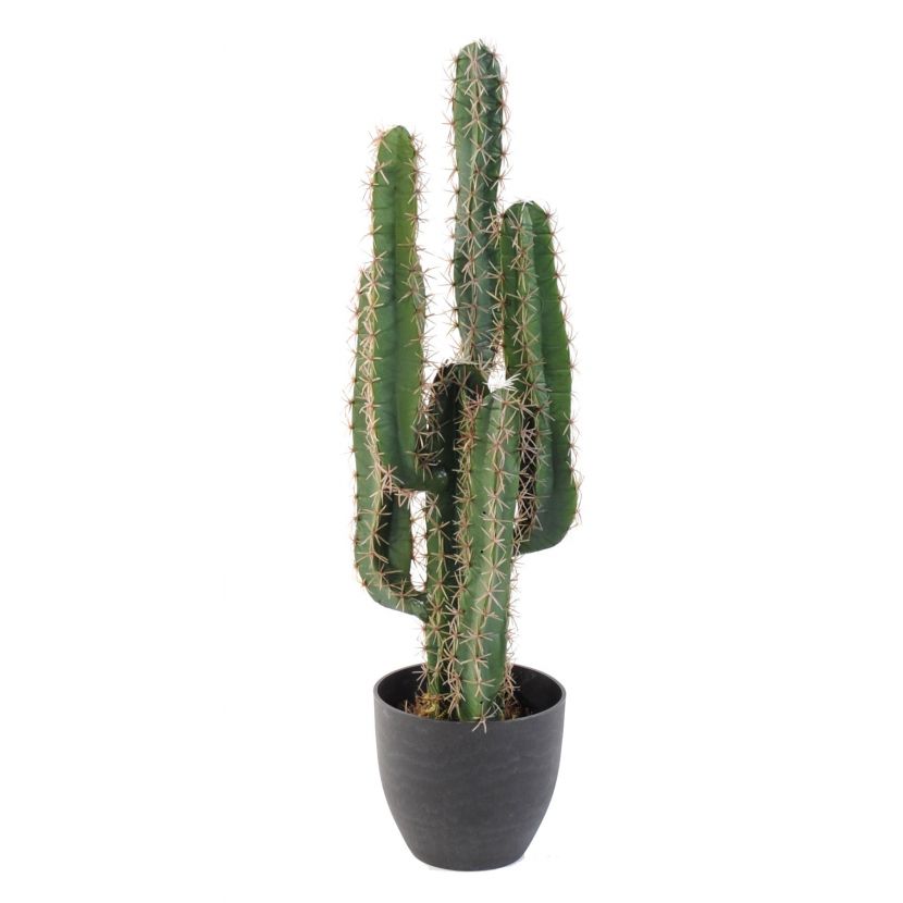 Kaktus prstový, 75cm