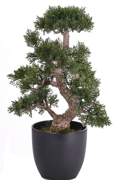 Bonsai céder v kvetináči, 36cm