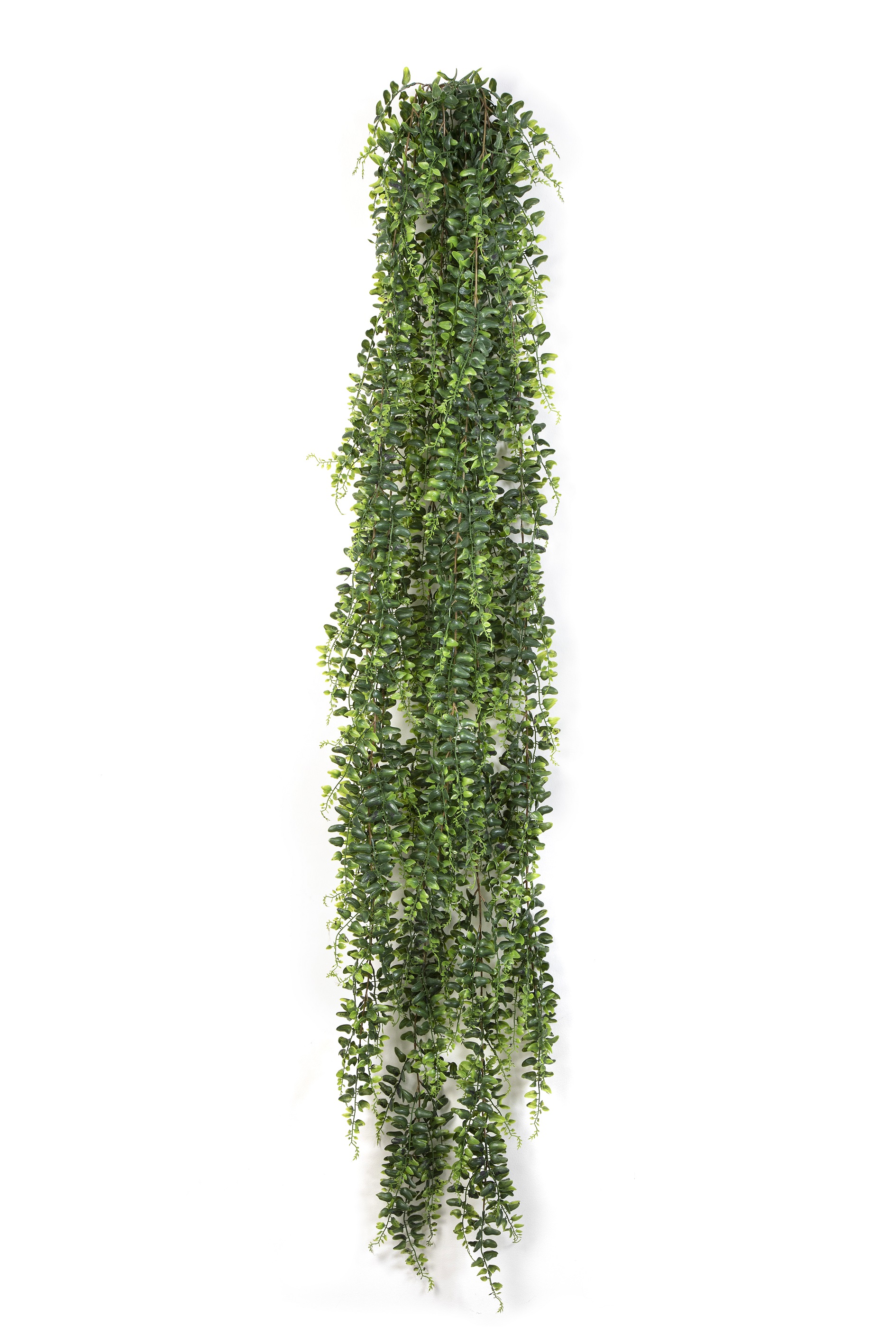Popínavé bostonské papradie DELUXE XL, 140cm