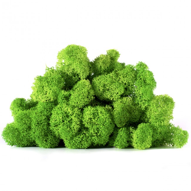 Stabilizovaný mach lišajník 4 kg - svetlo trávovo zelená