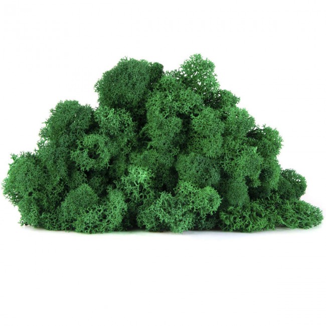 Stabilizovaný mach lišajník 4 kg - trávovo zelená