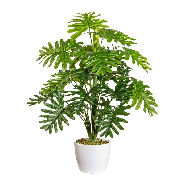 Monstera 22 stoniek, 50cm
