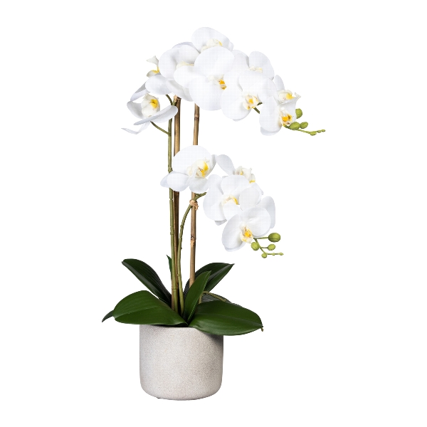 Orchidea Můrovec biely, 2 stonky v kvetináči, 60cm