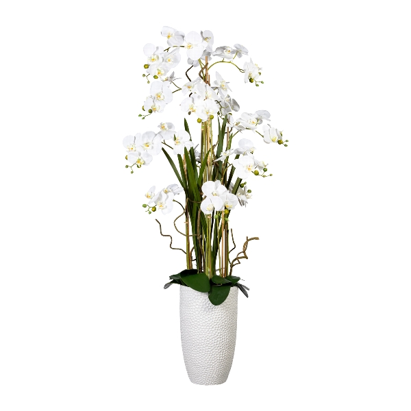 Orchidea Morovec biely, aranžmán vo váze, 160cm