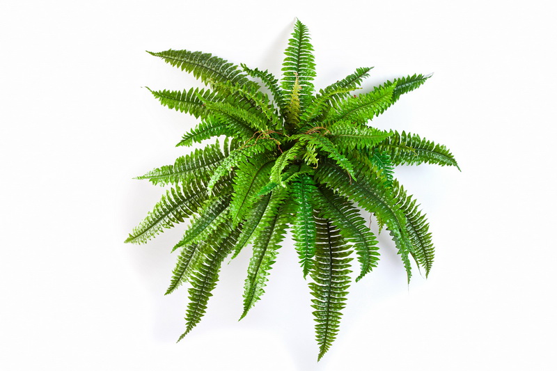 Bostonské papradie, 80cm