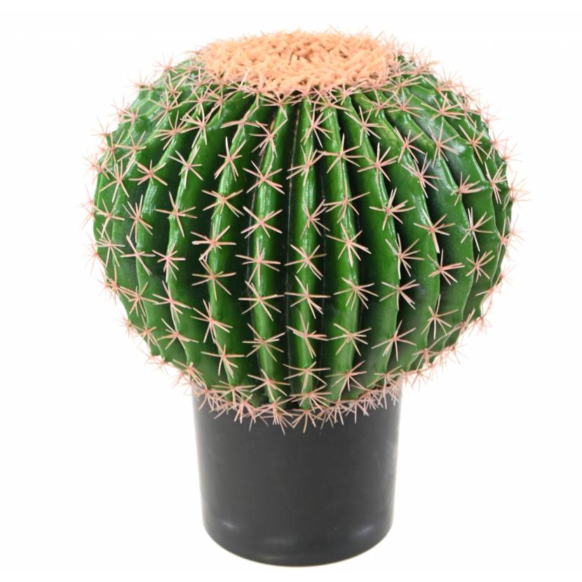 Kaktus gule v kvetináči, 50cm