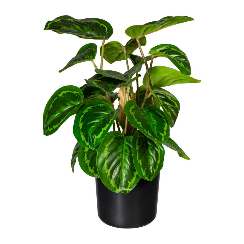 Maranta 24 listov, 45cm