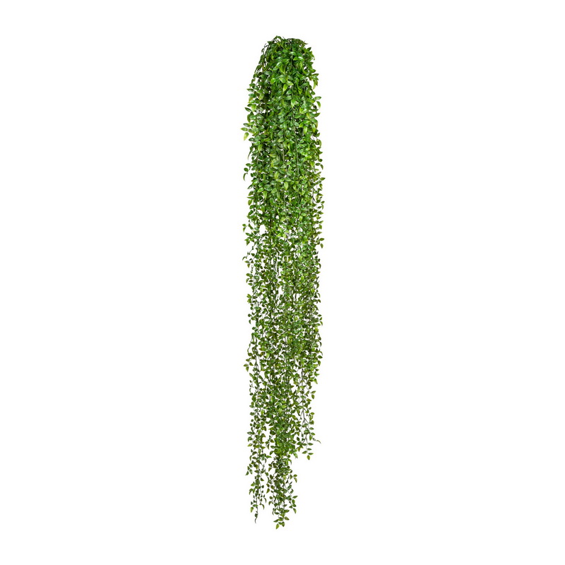 Ruscus popínavá rastlina, 160cm