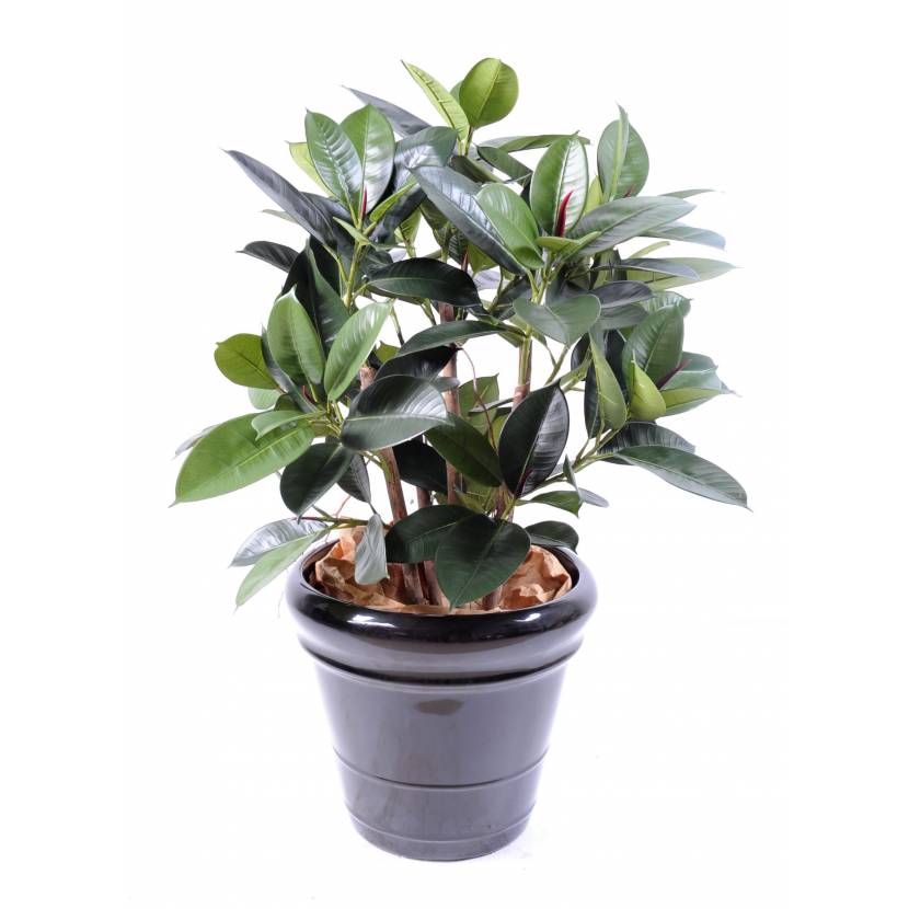Fíkus Elastica Buisson Rubber, 90cm