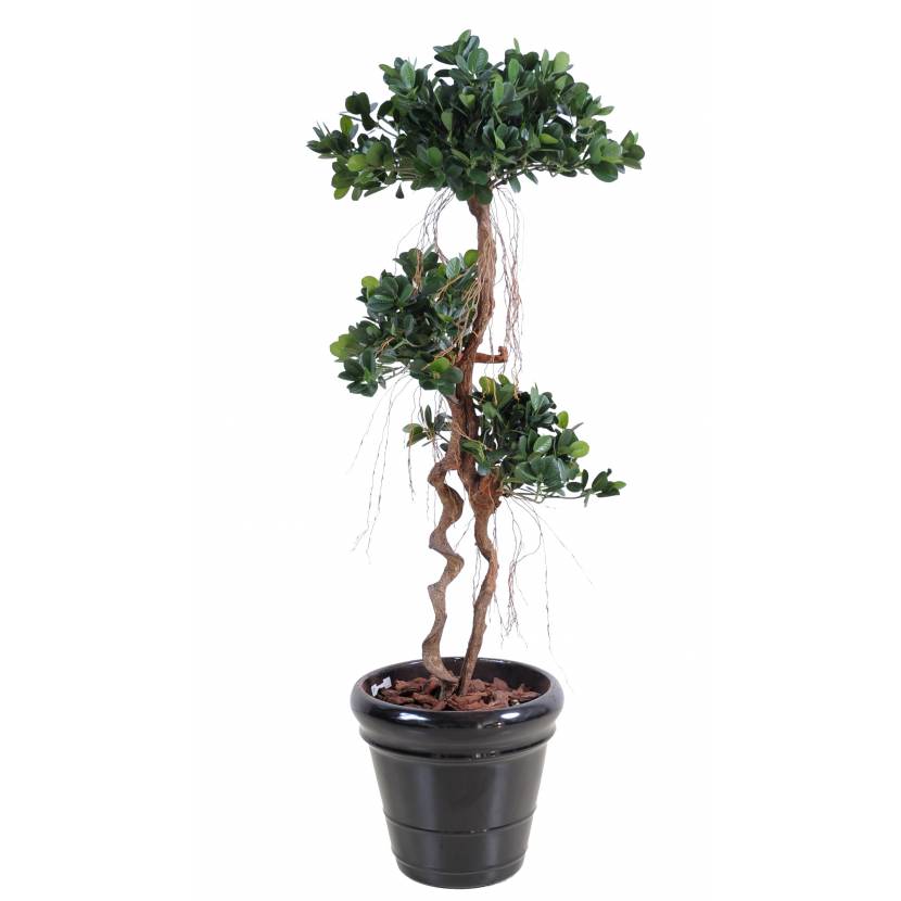 Fíkus Panda New, 140cm