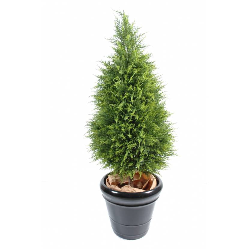 Cyprus Juniperus, 135cm