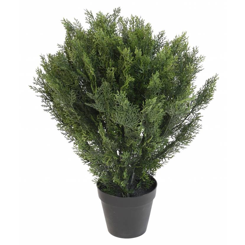 Cyprus okrúhly, 75cm
