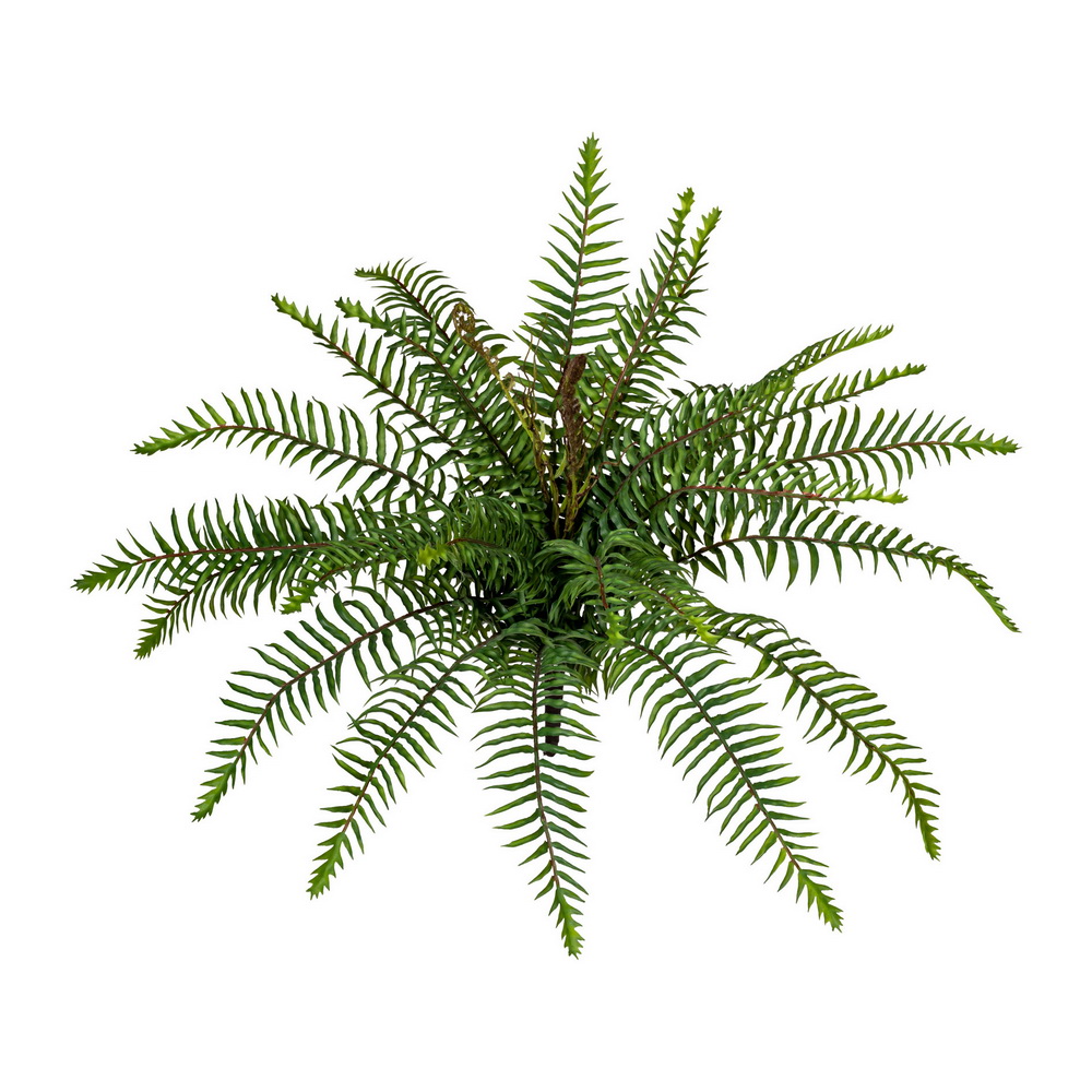 Divoká papraď, 45cm
