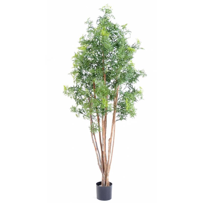 Aralia Ming Nitída, 180cm
