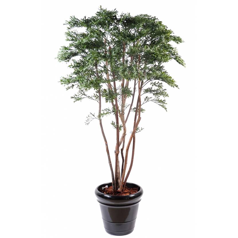 Vŕba americká, 175cm